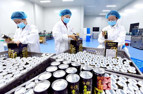青磚涼茶試產(chǎn) 生物科技開啟健康新風(fēng)尚
